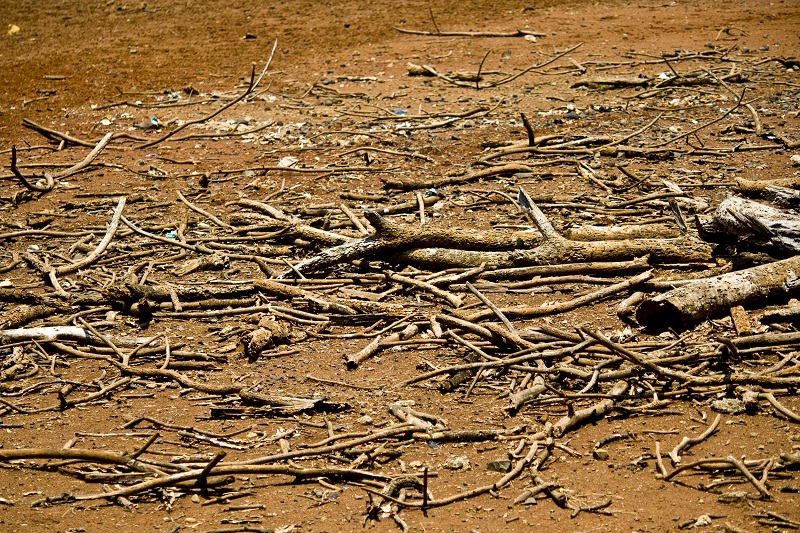 Dead Drought Tree