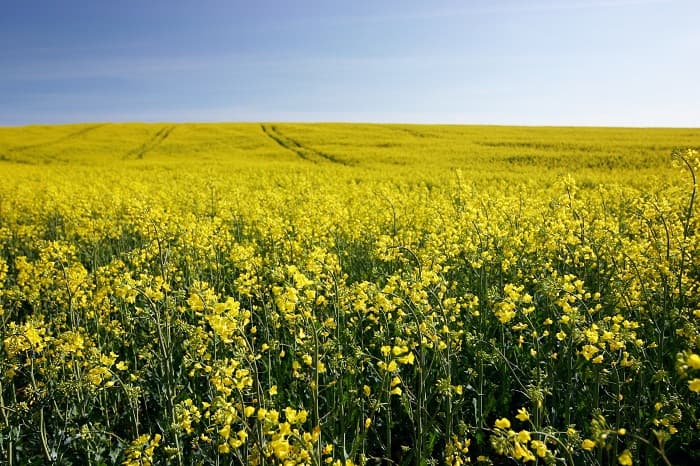 Drought could compromise Romania's 2012 rapeseed crop, says Agriculture Minister