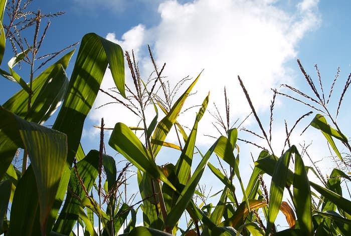 Agriculture Minister: Zero chance of changing accession treaty for extended land purchase embargo