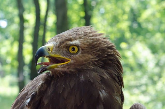 First small spotted eagle with GPS transmitter returns to Romanian nest after flying 26,000 km