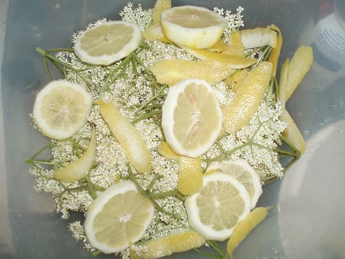 Rachel's recipes: Elderflower syrup