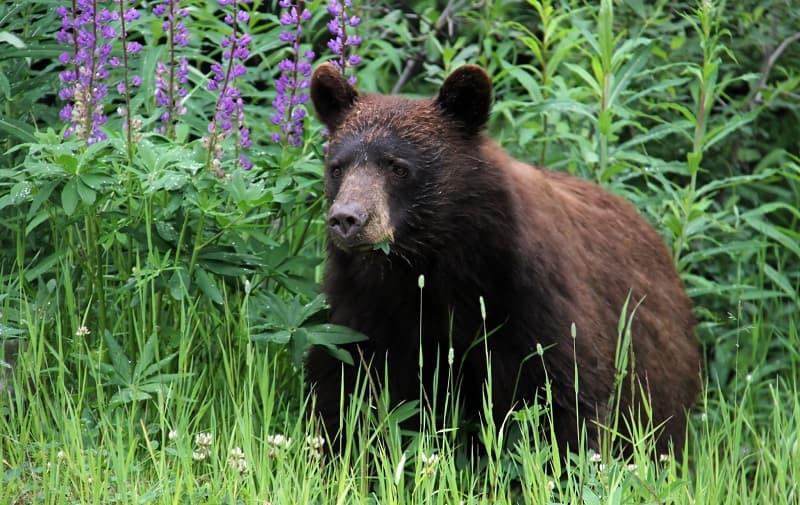 Over three quarters of Romanians think bears need protection, important symbol for the country