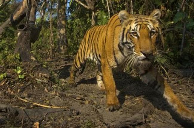 Romania's telecom firm RCD&RDS continues investments in documentary tv channels with Digi Animal World