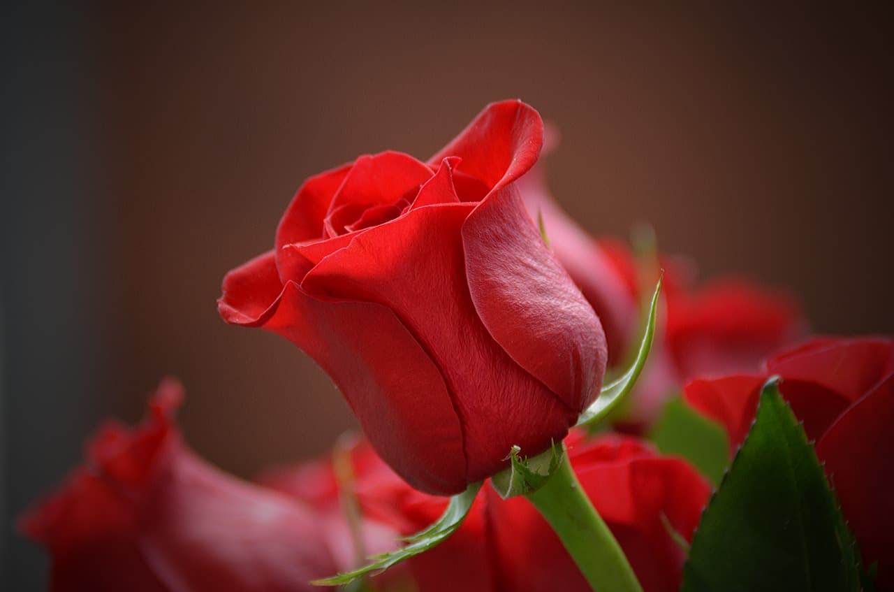 Flower retailers in Romania prepare for peak season as spring celebrations near