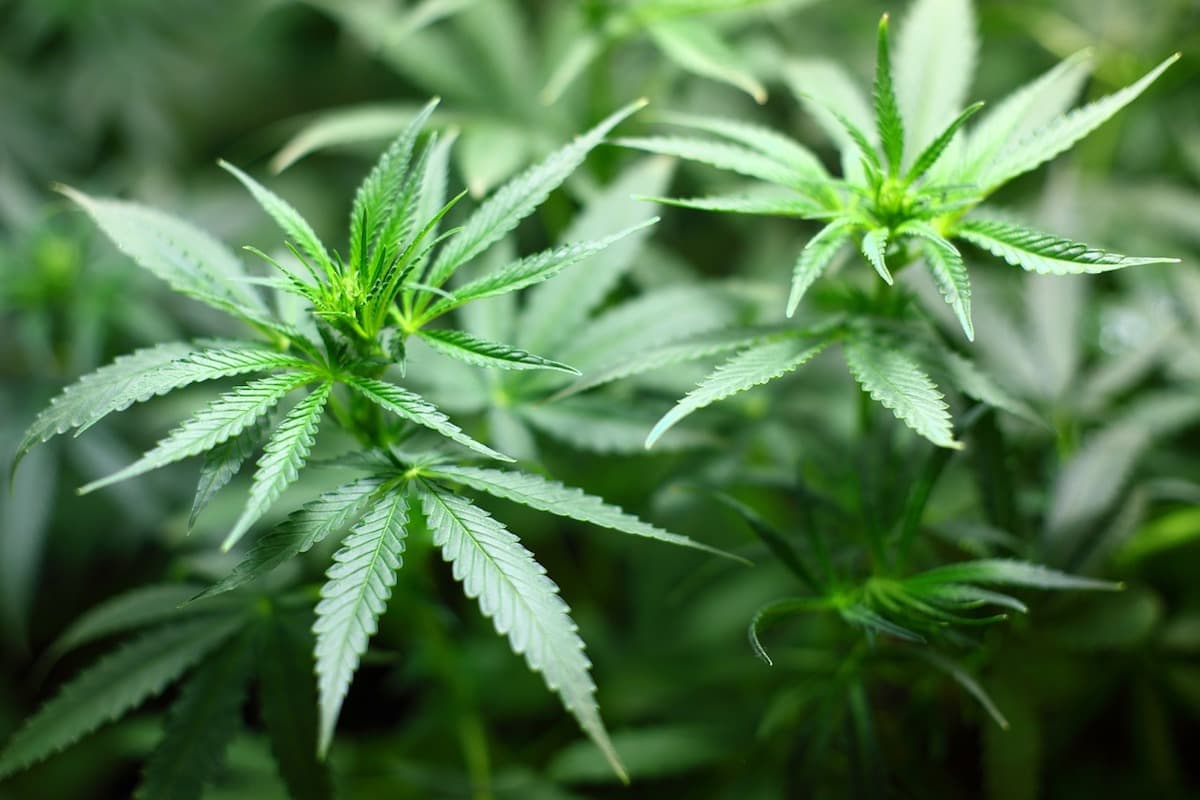 RO lawmakers propose legalization of cannabis for medical purposes