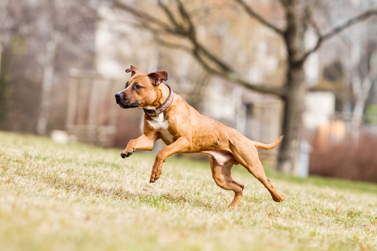 Bucharest Animal Police gives first fine for pet abandonment