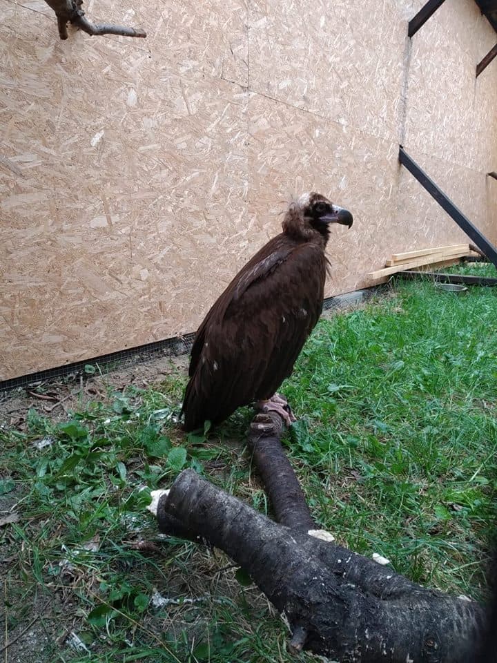 Two black vultures make unexpected stop in Romania
