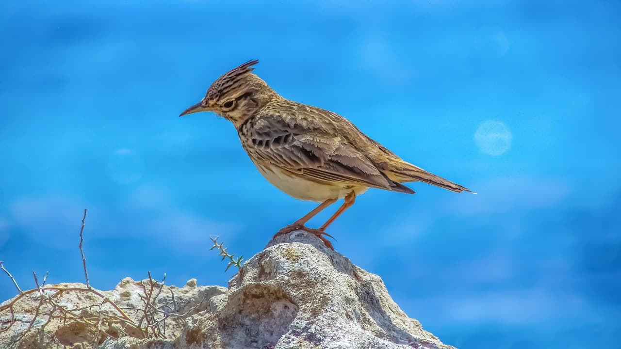 NGOs warn lark hunting quotas in Romania are unjustified