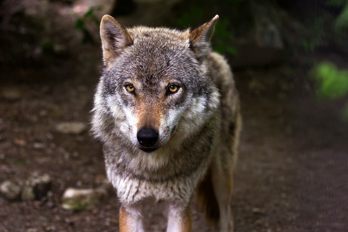 Watch: Playful wolves caught on camera in Romanian natural park