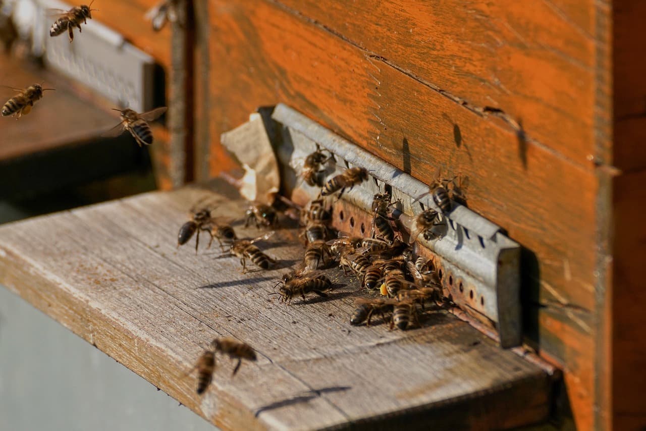 Bucharest residents set up rooftop beehives
