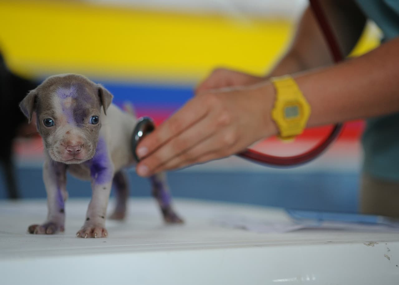 Romanian startup gets funding to further development of software for vet practices