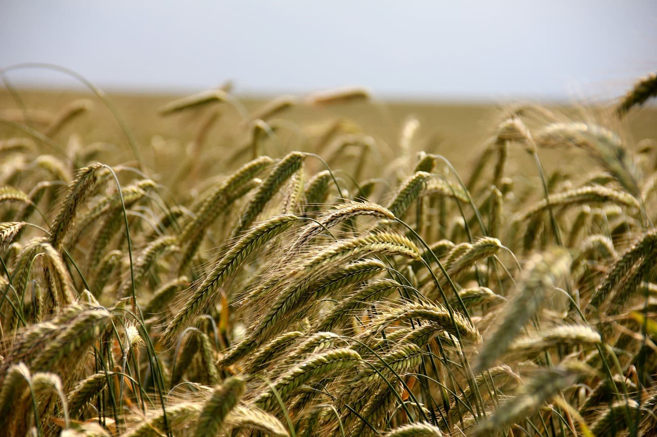 RO farming group Holde Agri wants EUR 40 mln financing for expansion