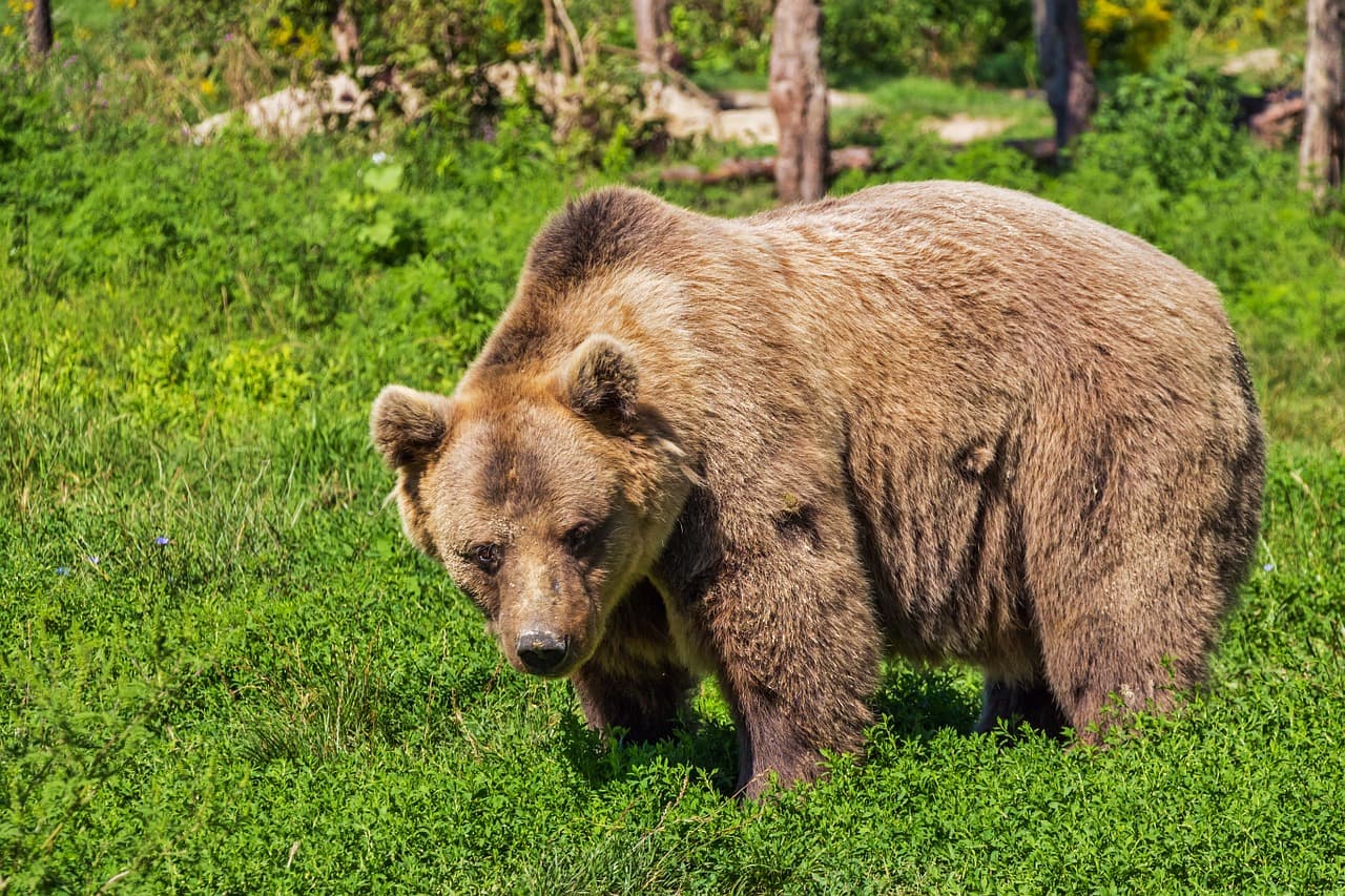 RO Senate opens five-year hunting season for brown bears