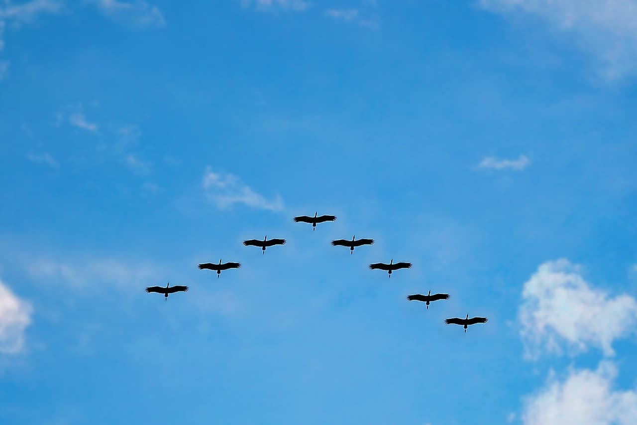Bird-watching marathon kicks off in eastern Romania