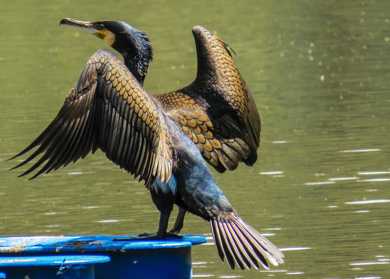 Project: Hunting of the cormorants to be allowed in Romania