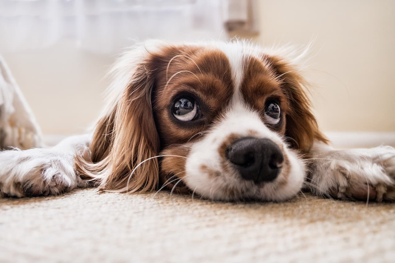 Bucharest City Hall plans pet census
