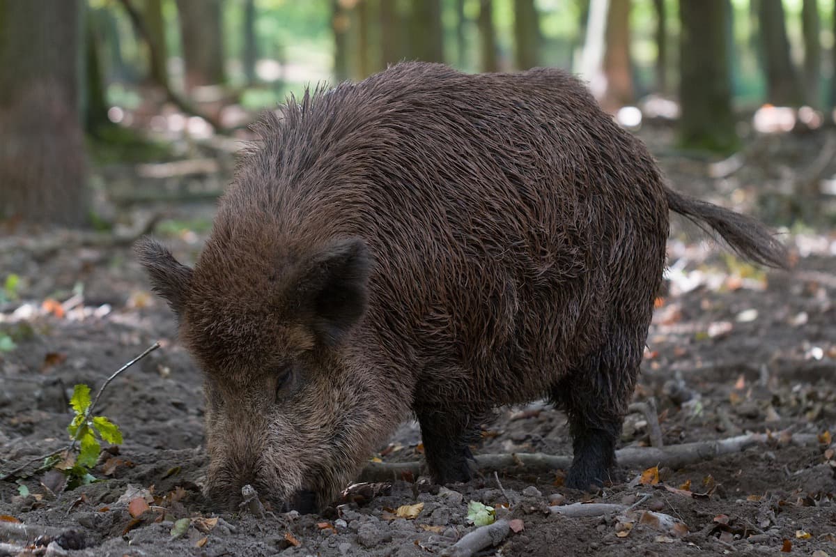 Watch: Out after dark, wild boars look for food in Romanian forest