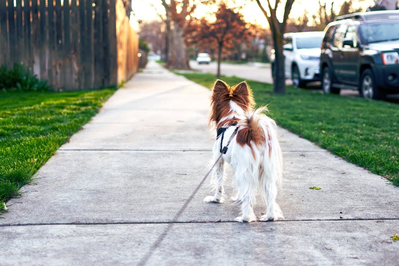 Bucharest animal protection authority to take care of coronavirus patients’ pets
