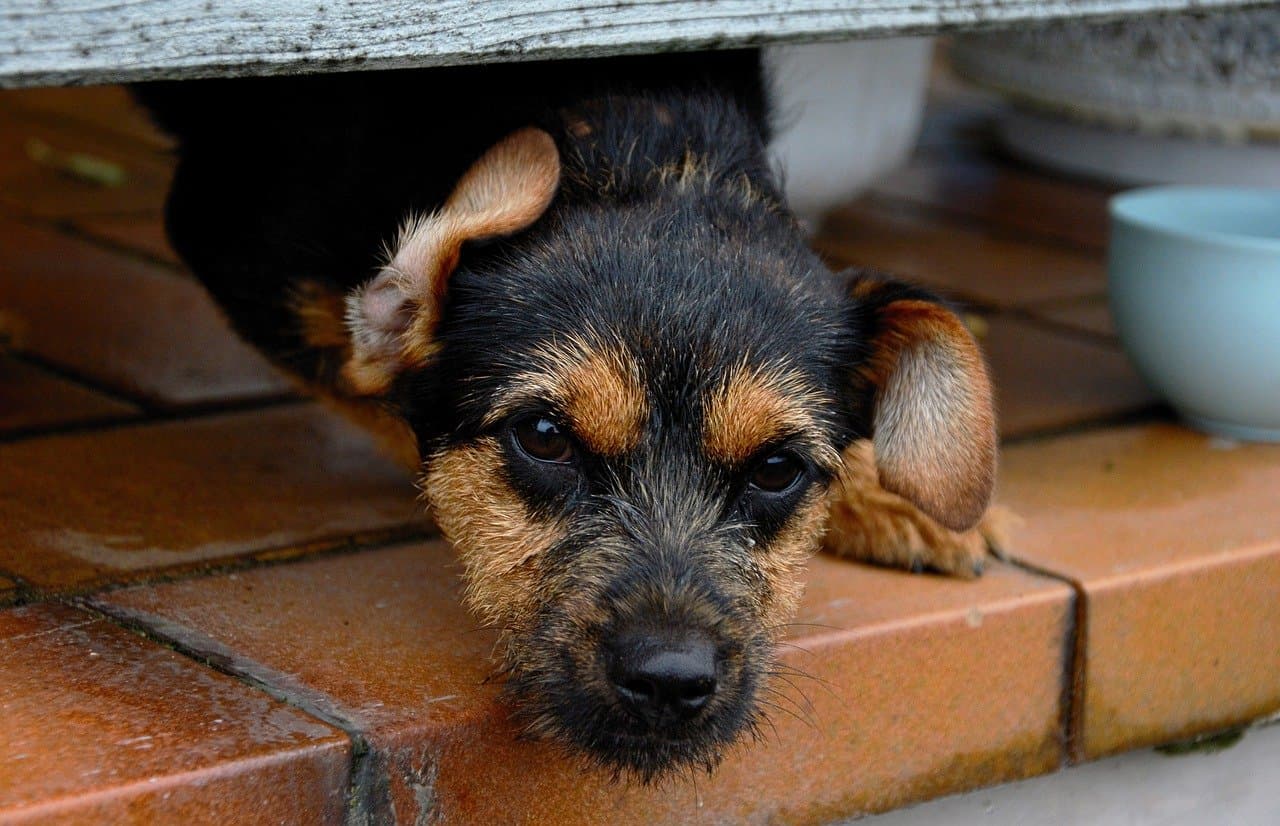 Project: RO counties to provide shelters for animals in danger