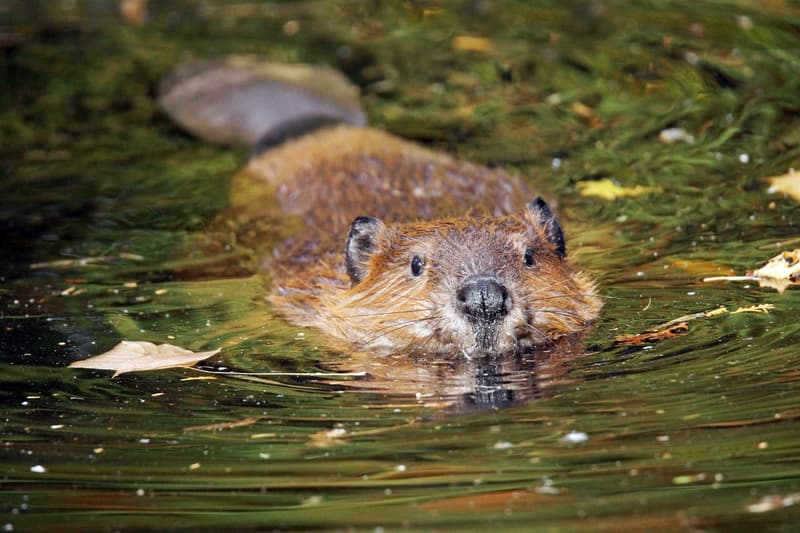 Conservation Carpathia to inaugurate "Beaver House" Visitor Center in Romania’s Făgăraș Mountains