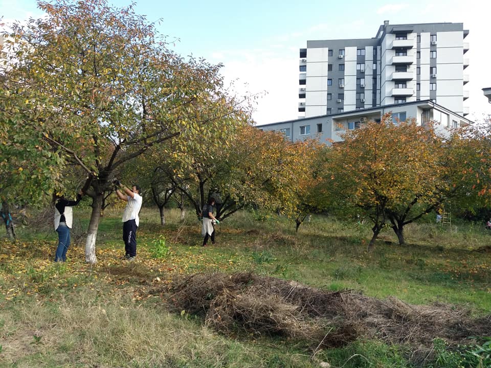 How a group of Bucharest volunteers developed a community orchard in their neighborhood