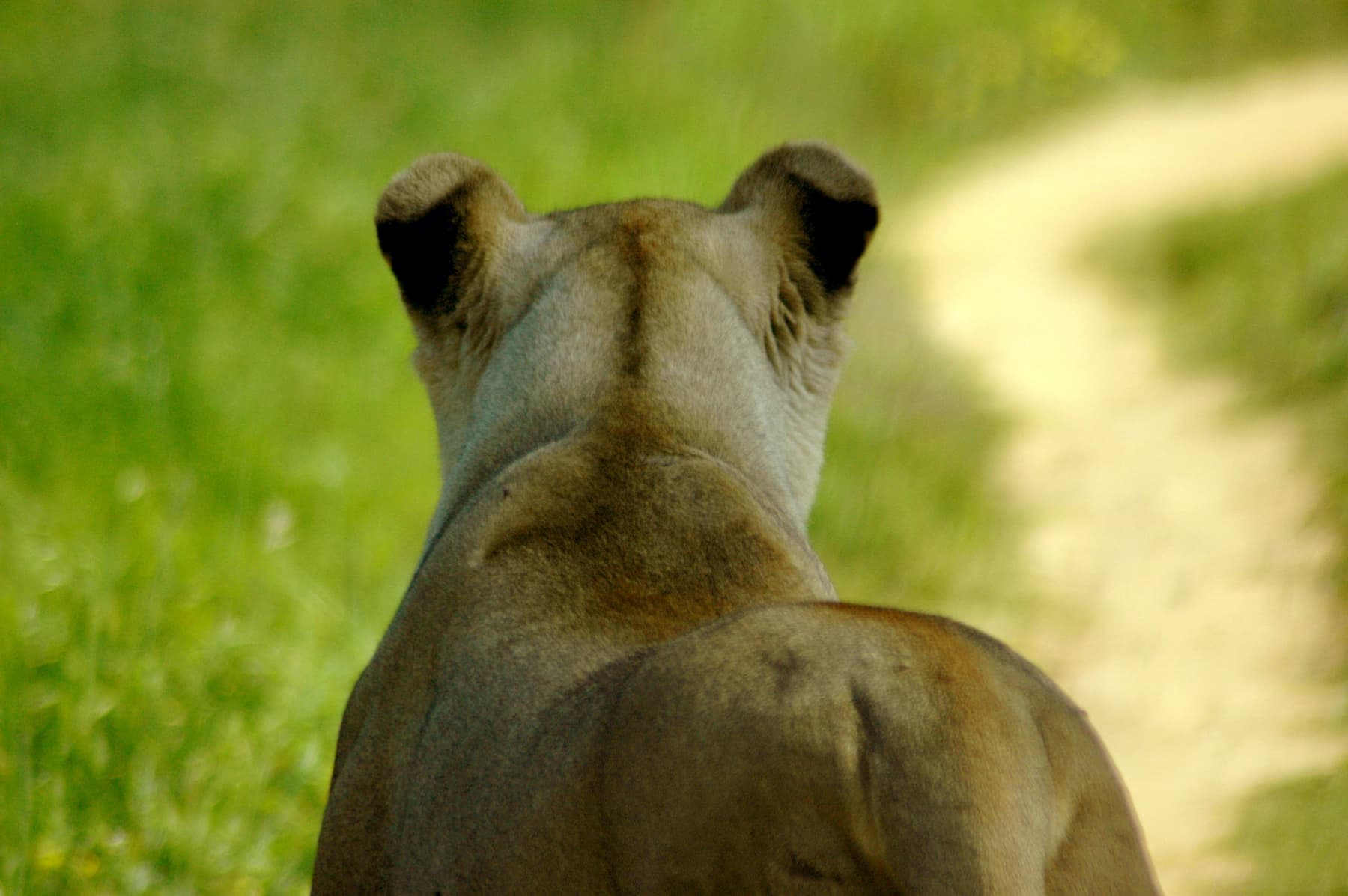 Locals report lion roaming free in southern Romania city