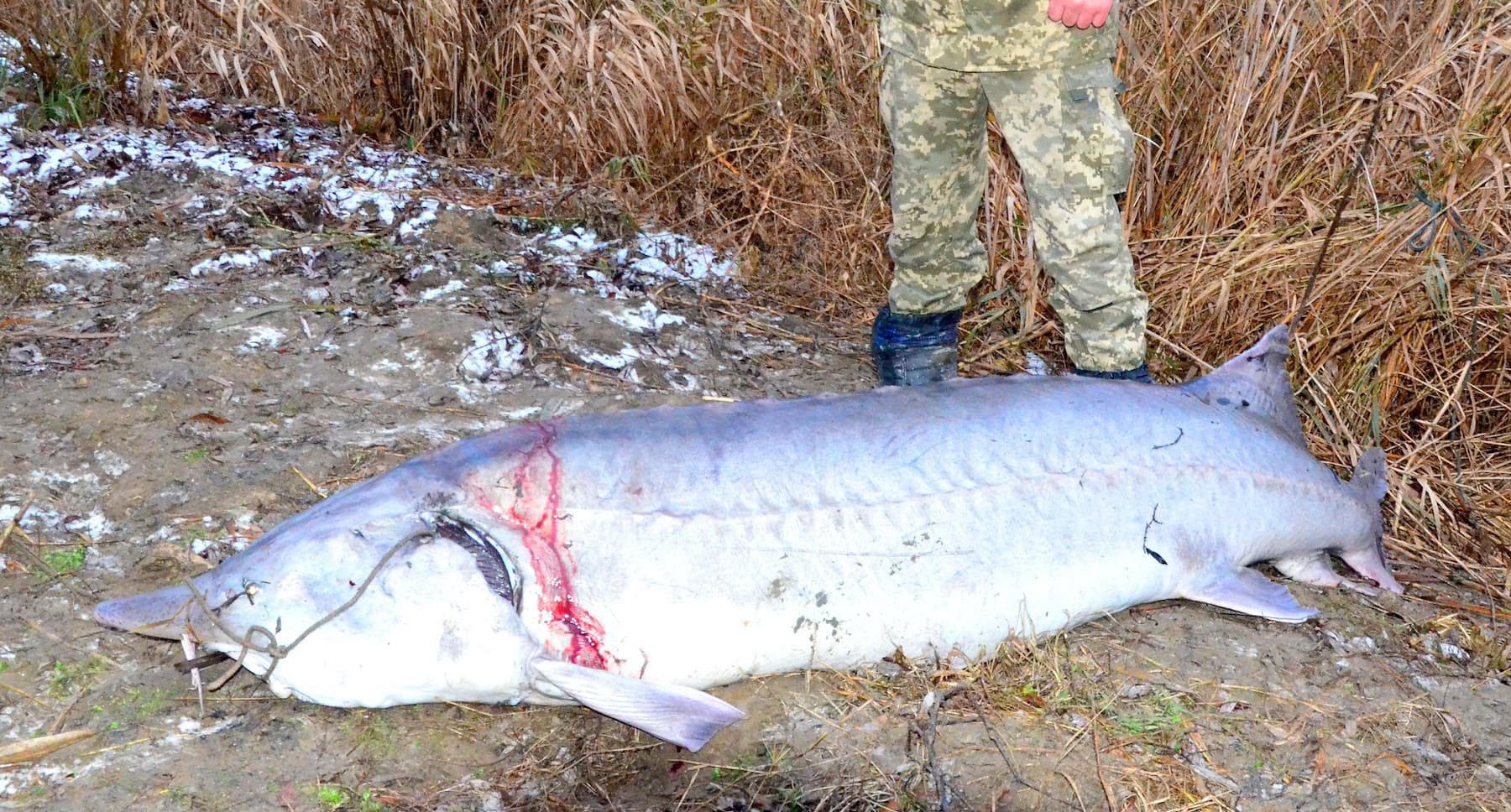 Poaching remains main threat to sturgeon populations in the Lower Danube