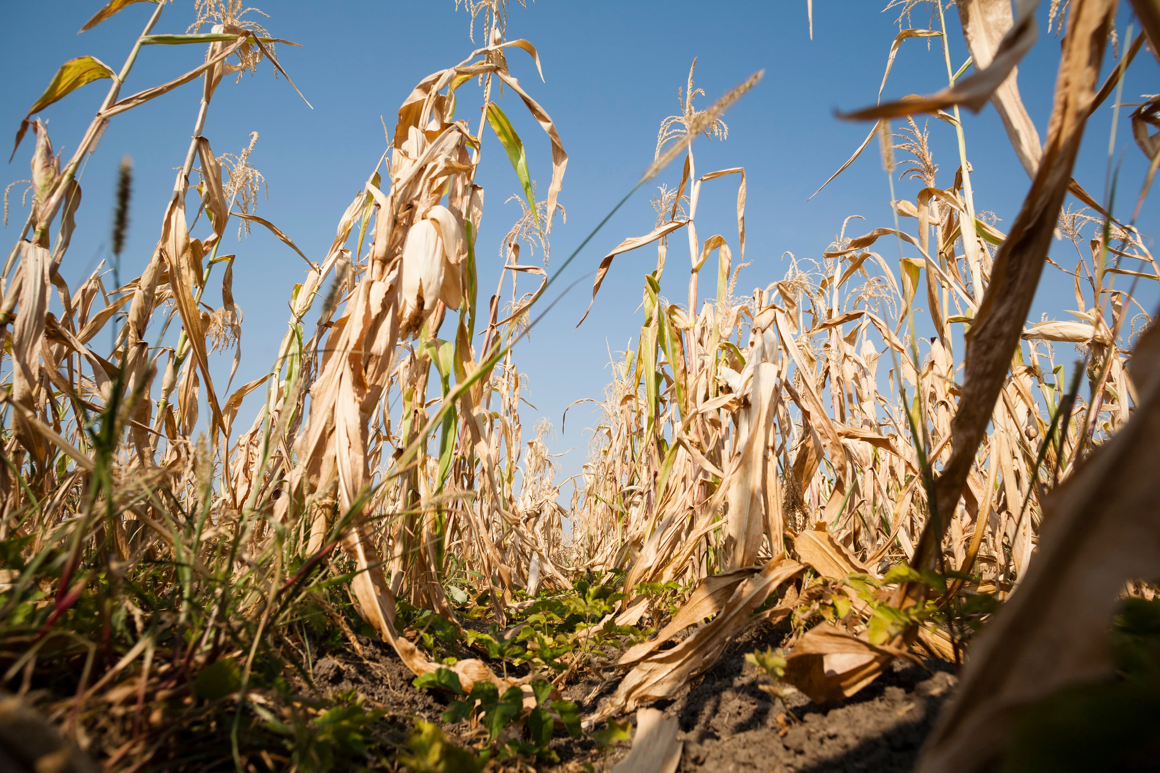 RO agricultural associations ask for state of calamity due to drought