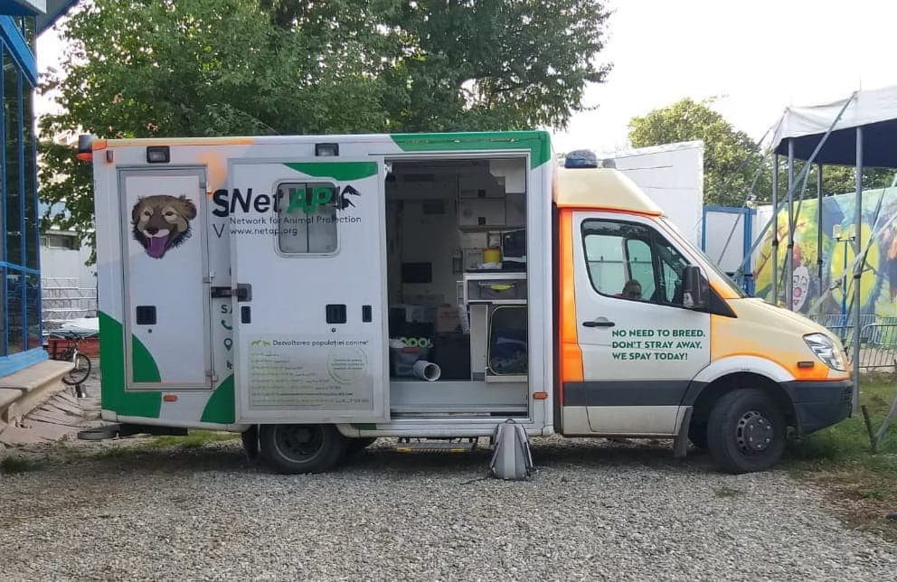 Bucharest kicks off campaign for neutering stray cats