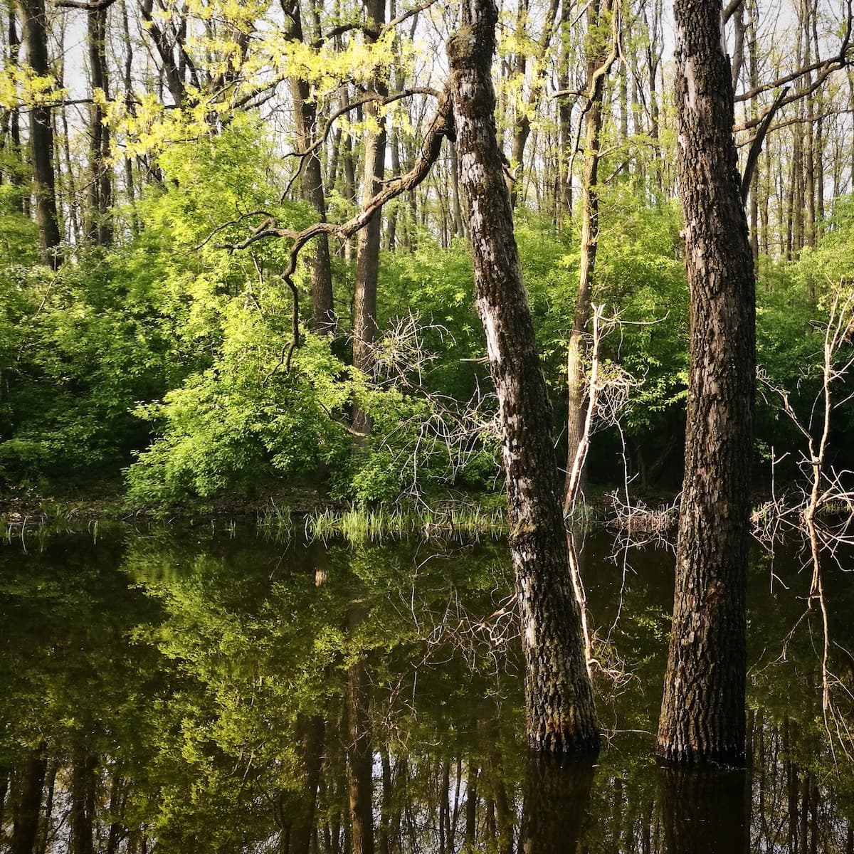 Green Belt: Favourable legislative start for draft bill to protect Bucharest’s surrounding forests