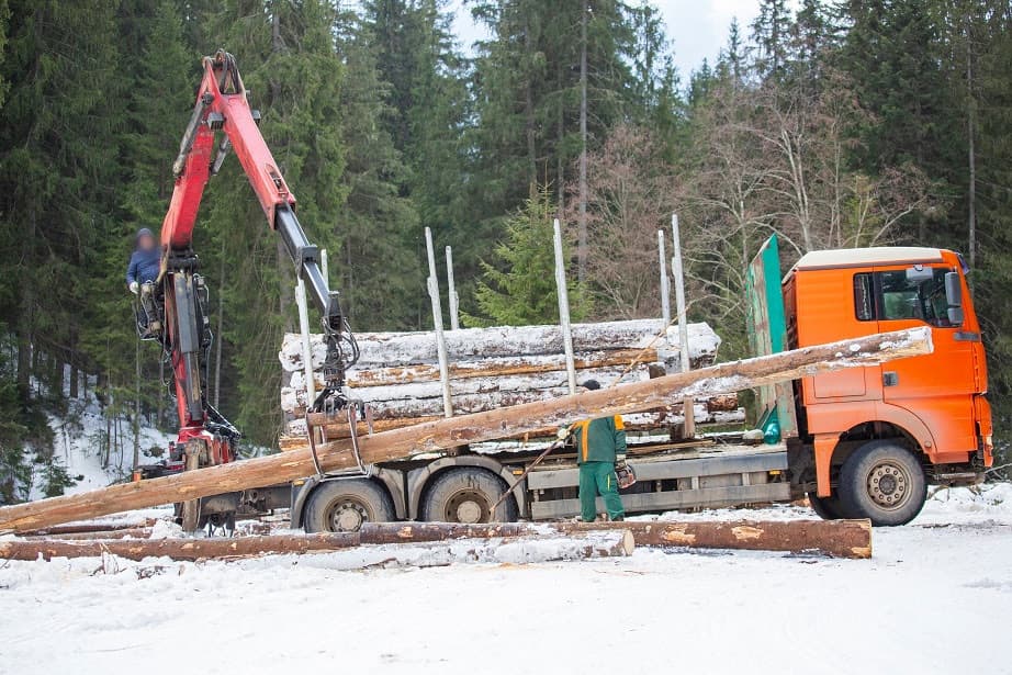 WWF: Romania’s Forestry Code ineffective in stopping illegal logging, shipments