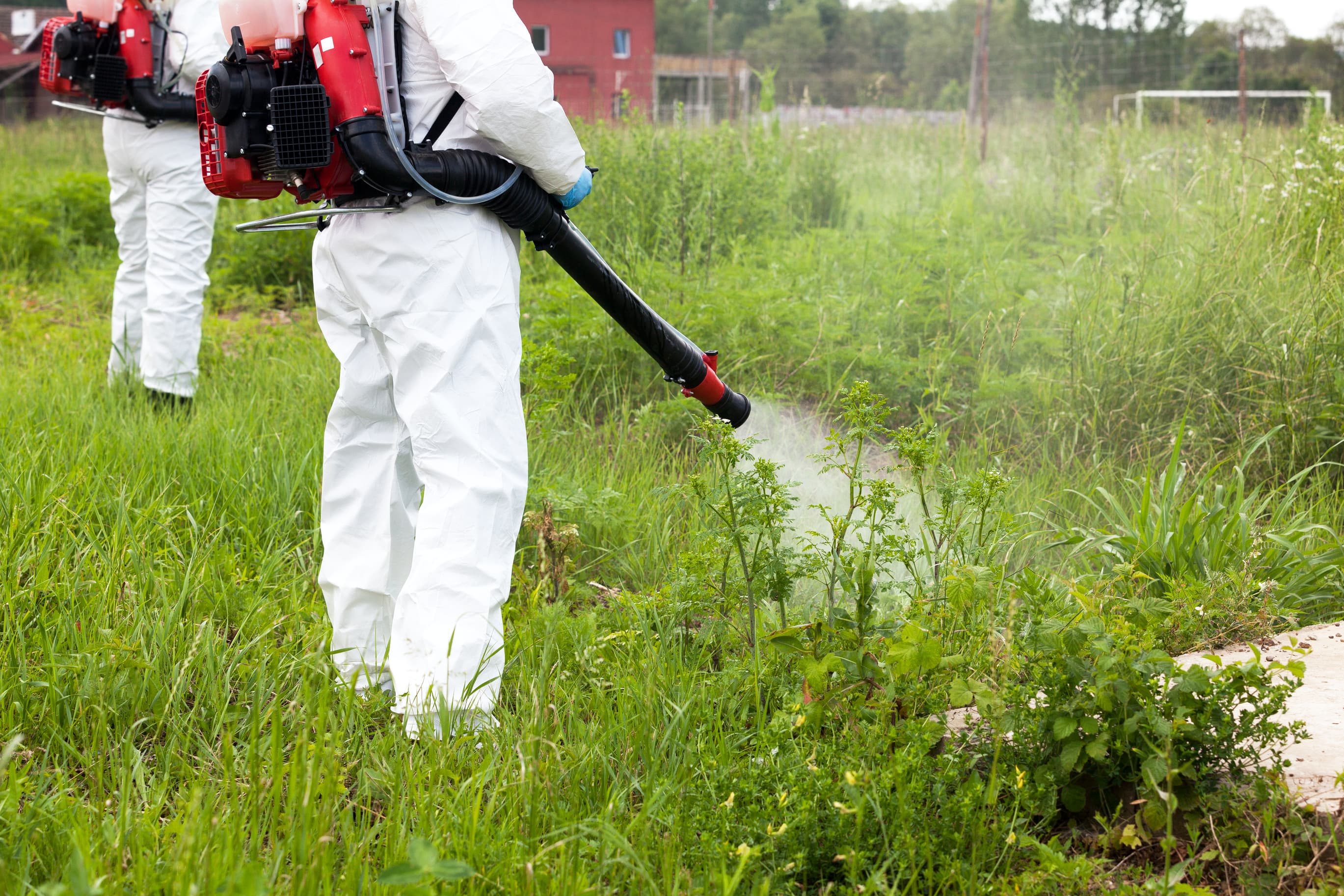 Map tool allows Romanian citizens to report areas with ragweed that must be cleaned by law