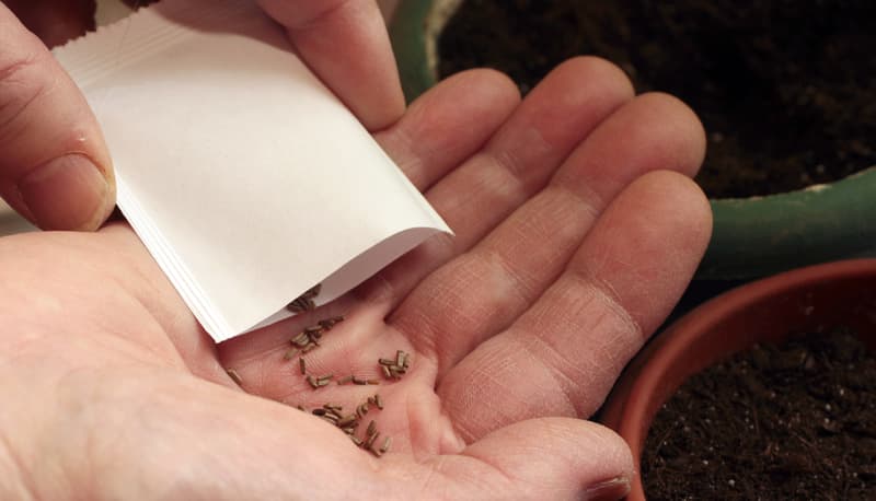 Central Romania: County library in Miercurea-Ciuc adds seed exchange program