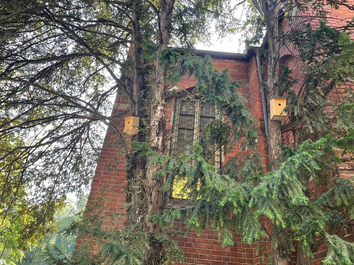 Anglican Church in Bucharest gets mini meadow for pollinators, bee hotels
