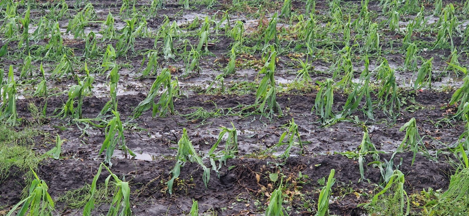 Agra Insurance reports record level of claims notices in first half of 2025 amid extreme weather – EUR 20 mln in damage from hail, storms, and late spring frosts