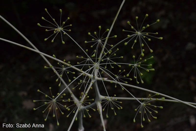 Biologists discover new plant on Romania's territory