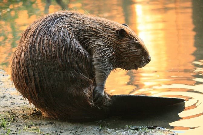 A beaver community could block work on Brasov’s new airport in Romania