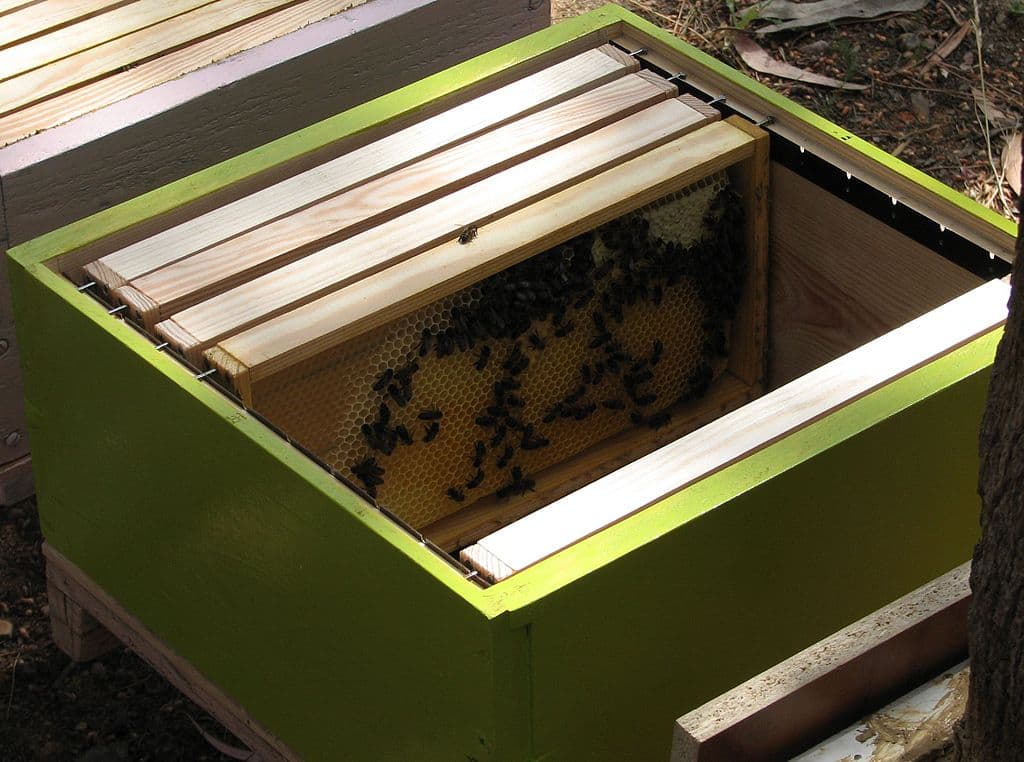 Two dead in Romania after bee swarm turns aggressive