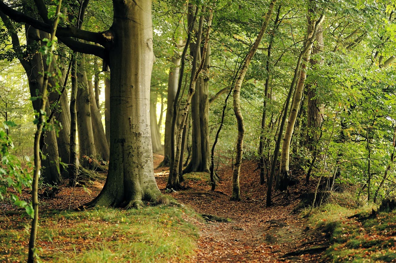 Italian insurer Generali buys more forests in Romania