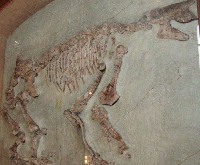 Recent archeological discovery in Romania shows traces of odd looking savanna animal from 10 million years ago