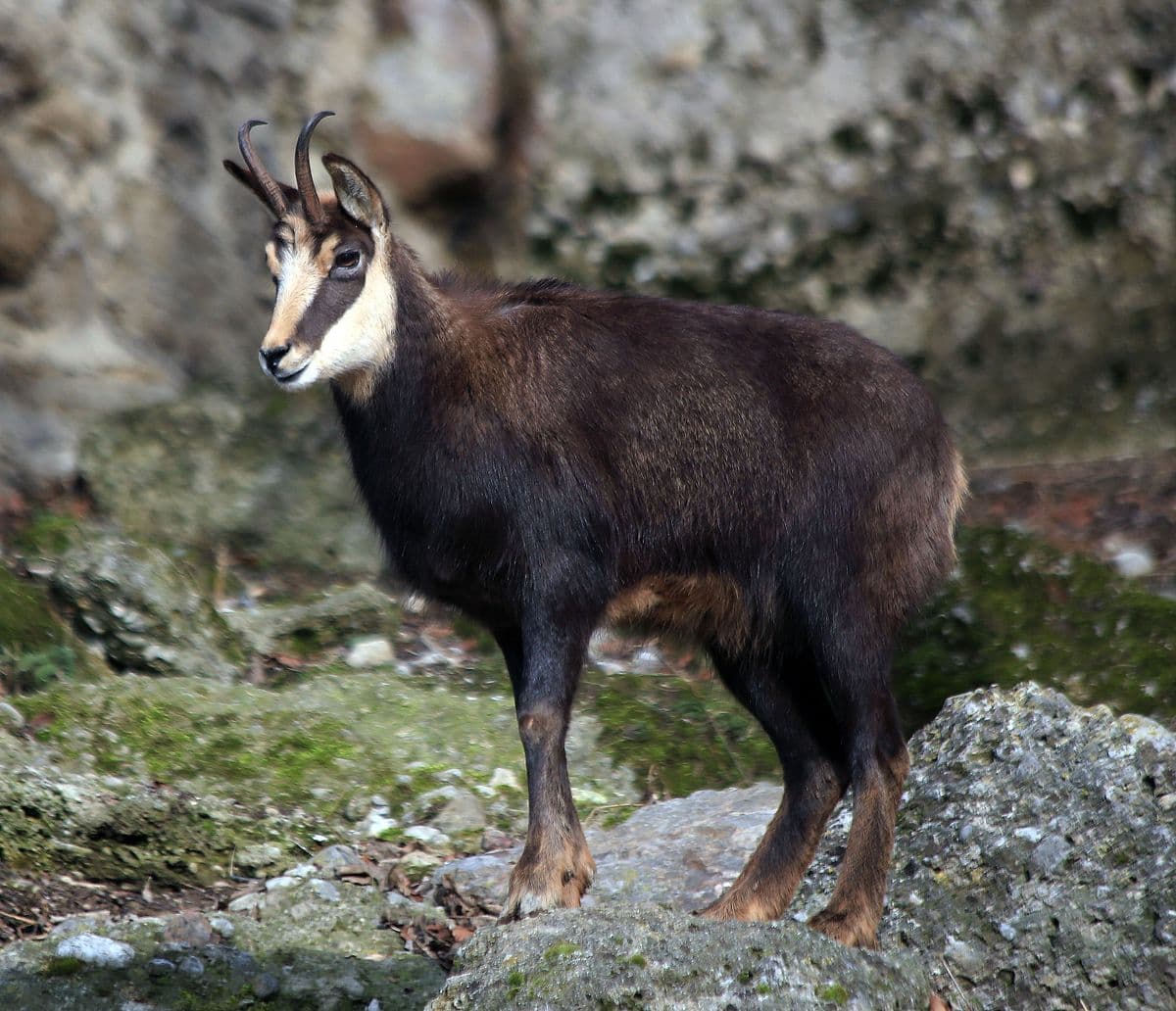 Poachers get suspended prison sentence, fine for shooting chamois in Romania