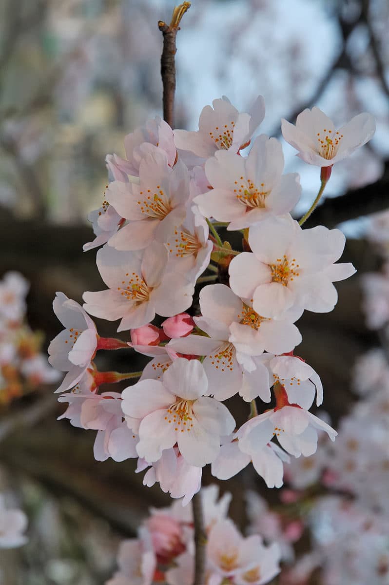 Japanese custom of cherry blossom viewing celebrated in Bucharest park