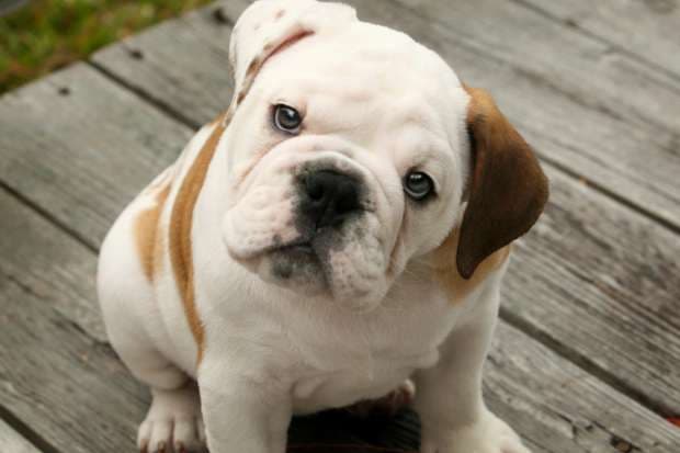 Over 4,000 pets will compete at Bucharest Pet Exhibition this weekend