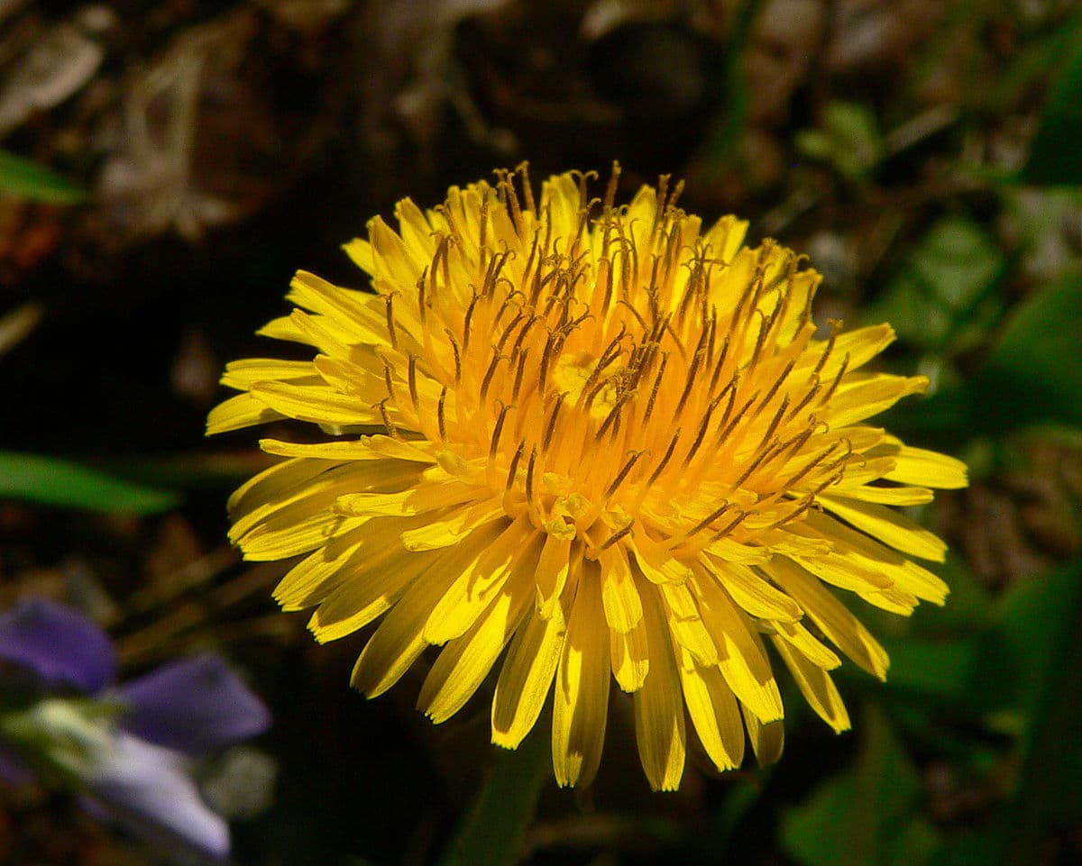 Romanian musician crowdfunds jazz album played on plants