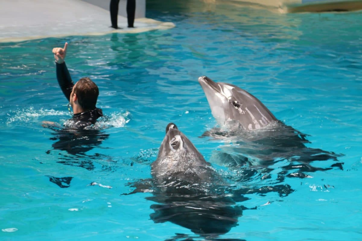 Protesters interrupt dolphin show in Romanian city