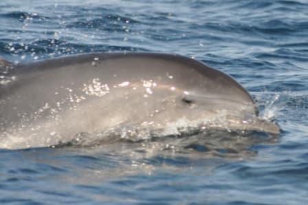 140 dolphins dead at the Romanian seaside this summer