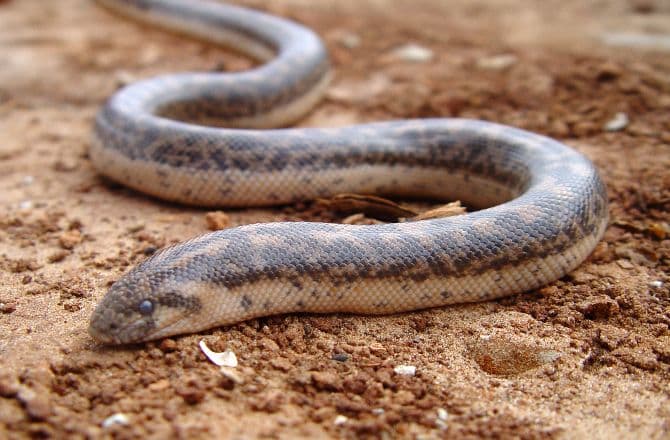 Rare boa snake believed to be extinct for 80 years in Romania, recently discovered