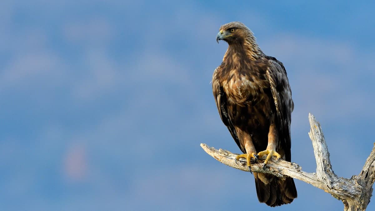 Nature in Făgăraș Mountains: The golden eagle in Romania