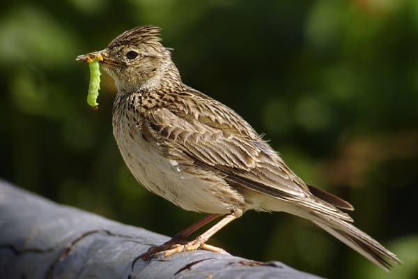 Romanian NGO campaigns to stop lark poaching