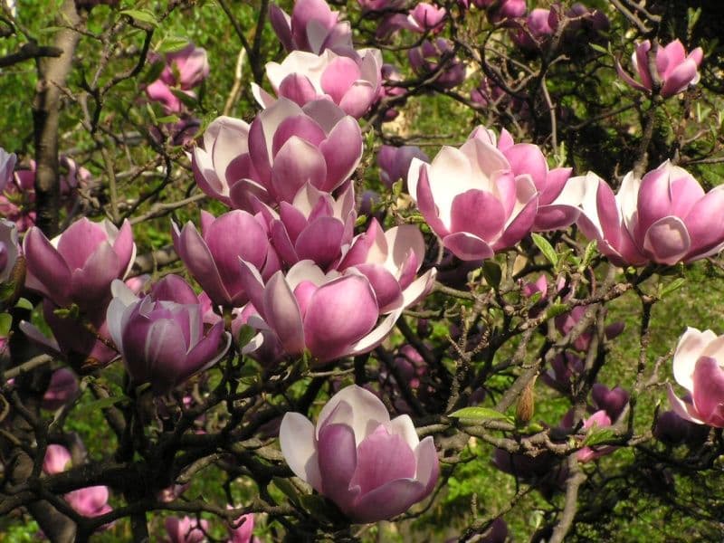 Magnolias in Romanian city stolen the night after they were planted